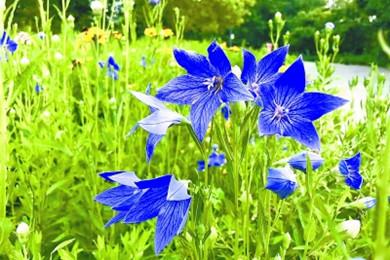 北京公布161種耐旱明星植物