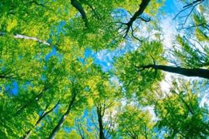 國家標準《森林生態系統服務功能評估規范》發布