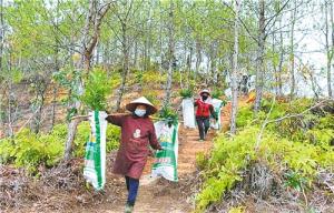 各地抗“疫”造林兩不誤