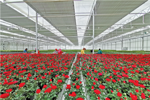 蘭州新區花卉產業基地投運