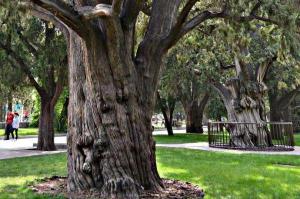 讓古樹公園為綠色文物保護添彩