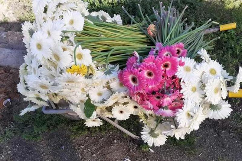 大量花展取消，花卉業(yè)何去何從？