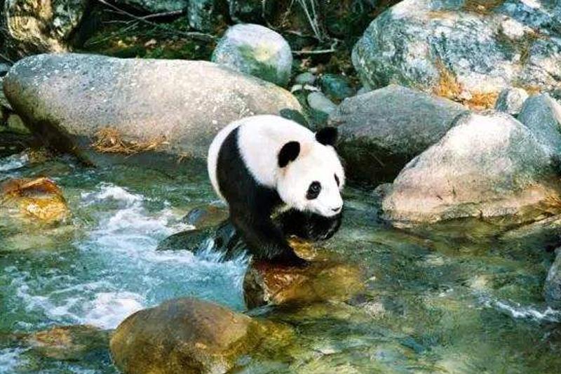 今年陜西將完成國家公園體制試點任務