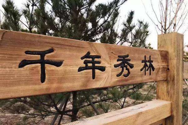 雄安千年秀林今年增綠10萬畝 起步區建綠谷景觀