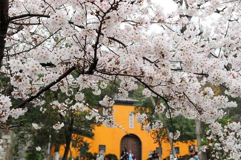 更多生產帶變成生態帶 南京長江兩岸將再添一批公園