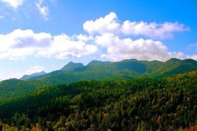 國辦：在防疫條件下積極有序推進春季造林綠化工作