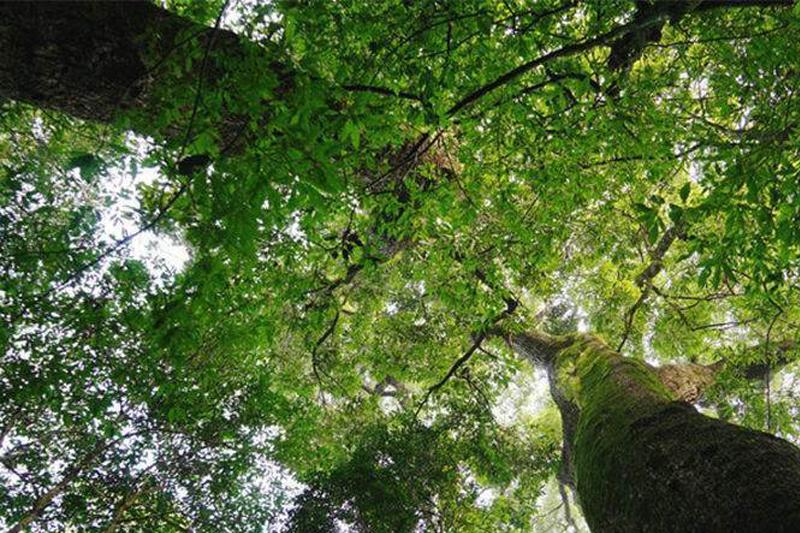 兩高發司法解釋加大打擊力度 古樹有了更嚴保護