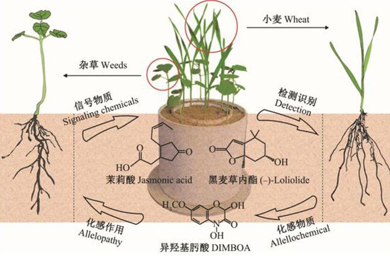 相鄰植物釋放的化學物質到底在表達什么