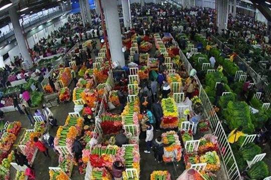 昆明斗南花卉將建成“世界第一”