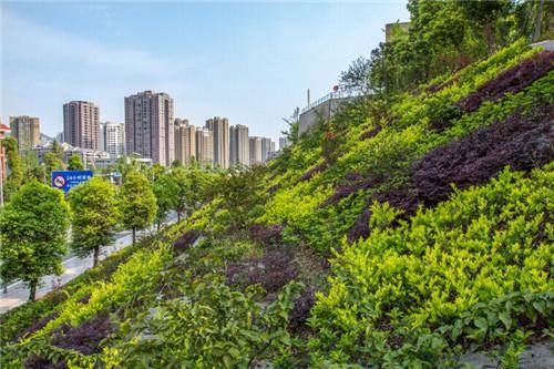 重慶建立立體綠化制度 明確相關具體規(guī)定