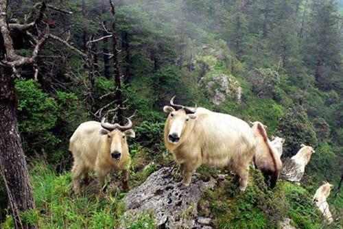 借力傳統(tǒng)文化推動自然保護(hù)地保護(hù)