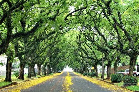 科學認識樹木與城市生態(tài)的相互影響