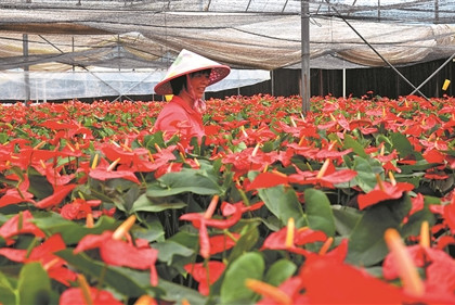 農林22條措施歡迎臺胞投資花卉產業