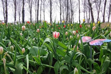 京林生態(tài)花園2021年(第三屆)春季花展即將盛大開(kāi)幕