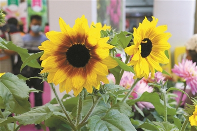 第二十三屆中國(guó)國(guó)際花卉園藝展覽會(huì)在上海舉辦