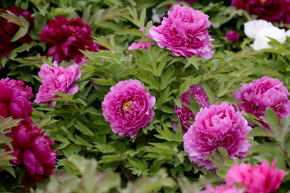 2021年北京牡丹文化節(jié)開(kāi)幕 展示品種達(dá)600多個(gè)