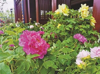 洛陽牡丹驚艷亮相第十屆花博會(huì)