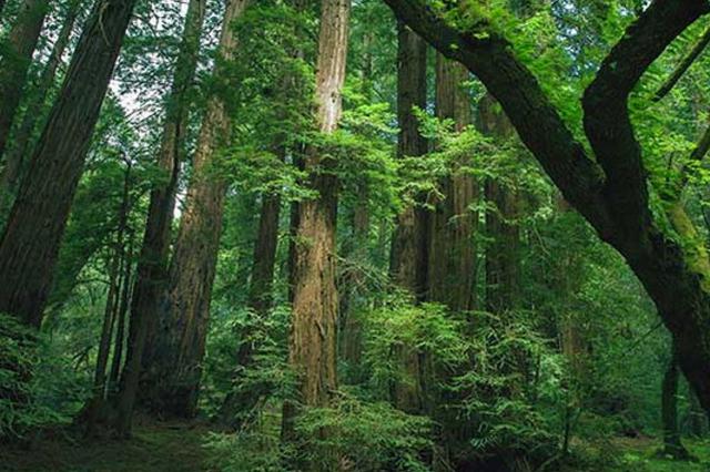 閔慶文：國家公園應(yīng)重視林業(yè)文化遺產(chǎn)