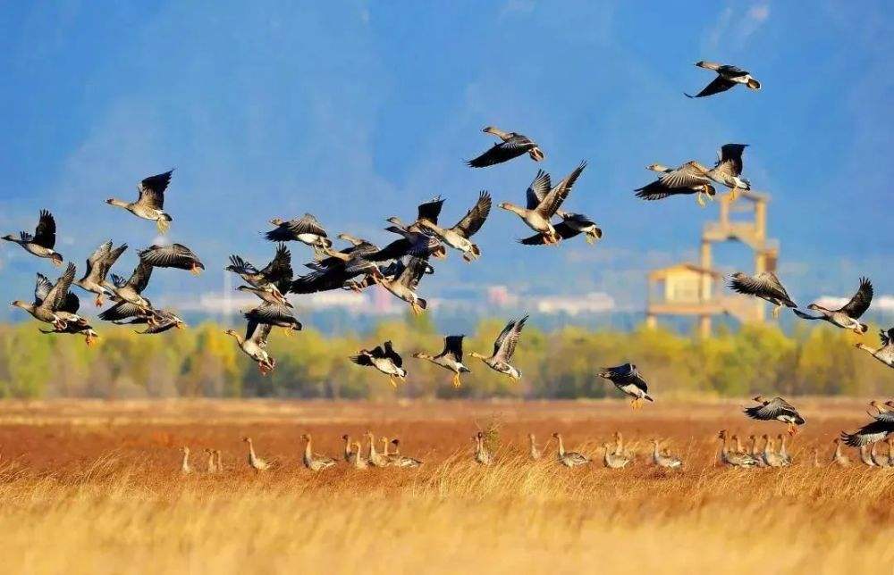 鄭曦：風景園林對生物多樣性的貢獻
