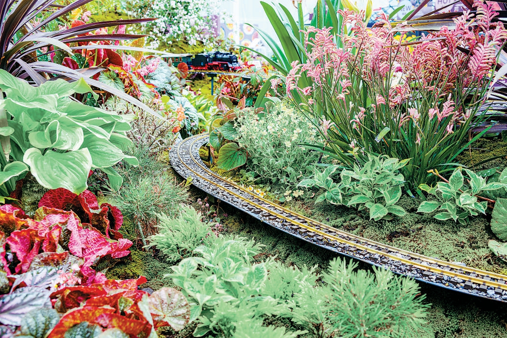 11個京花新品種首次亮相北京春季花展