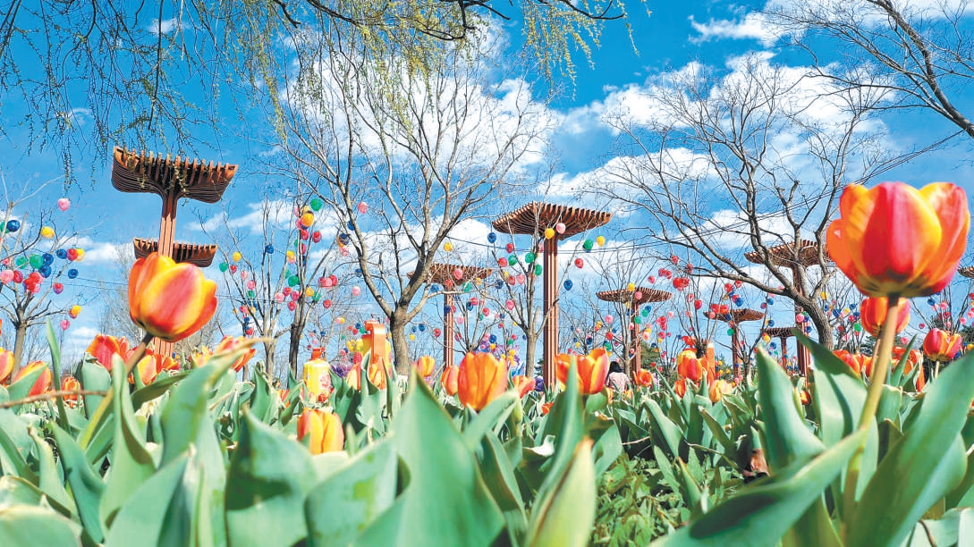 北京世園公園50萬株郁金香迎來盛放季