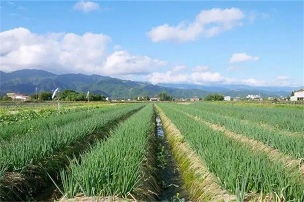 宜蘭縣三星鄉(xiāng):蔥滿勝算 盡在三星