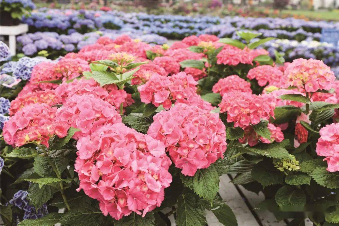 中花協(xié)發(fā)布2022年全國花卉進出口數(shù)據(jù)