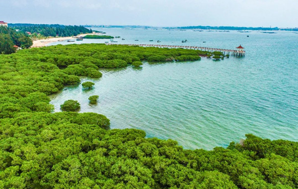 明明看上去是綠色的,為什么叫“紅樹林”?