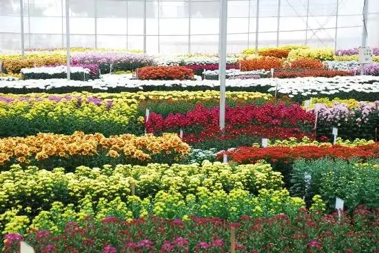 云南花卉產(chǎn)業(yè)發(fā)展后勁足空間大