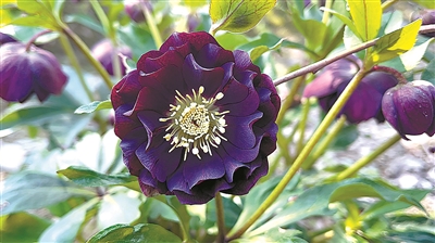 國家林草局發布2023年第一批植物新品種權名單