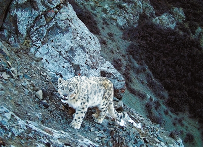 我國(guó)重點(diǎn)保護(hù)野生動(dòng)植物種群持續(xù)恢復(fù)