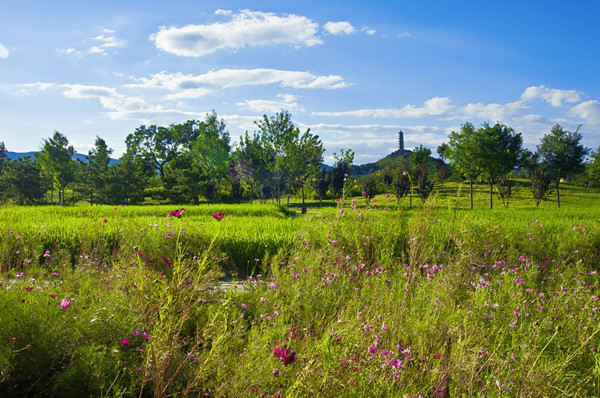 北京將在平原區(qū)建自然帶提升荒野度