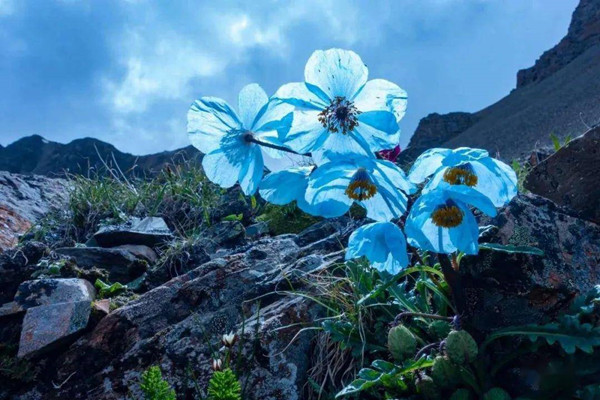 為什么說山地是“生物多樣性的搖籃”？