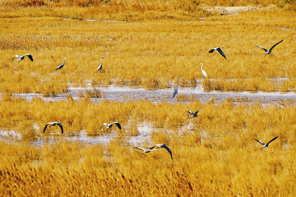 濕地生態修復讓黃河三角洲愈加靈動