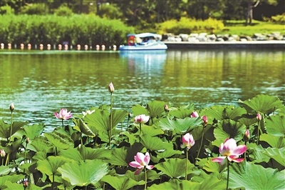 北京:各大公園荷花本周陸續綻放