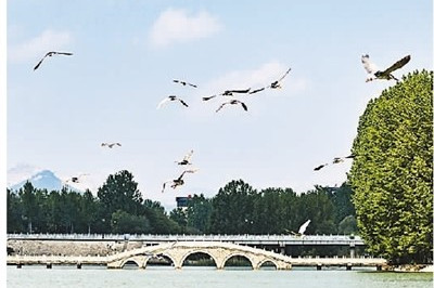 如何讓城市與鳥相融相生？