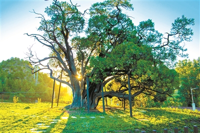 京郊古鎮(zhèn)續(xù)寫新時(shí)代古樹故事