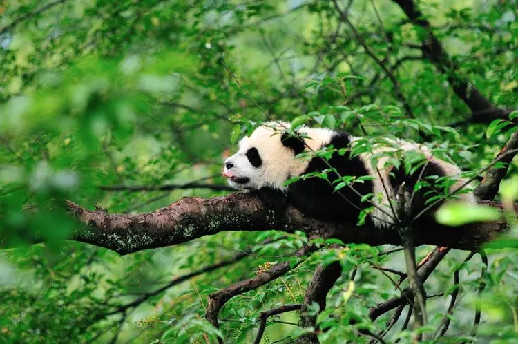 國家公園建設取得兩大標志性成果