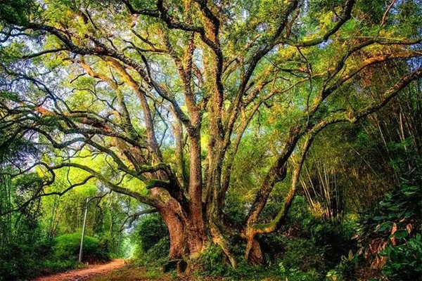 全綠委辦啟動“雙百”古樹推選宣傳活動