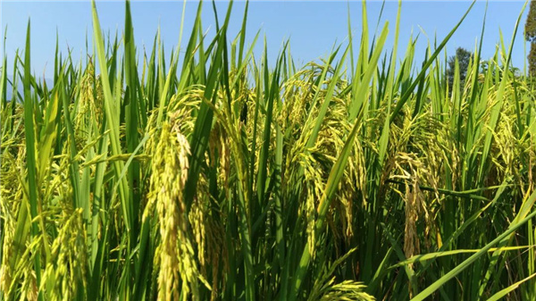 陜西五豐社區鄉村振興戰略規劃