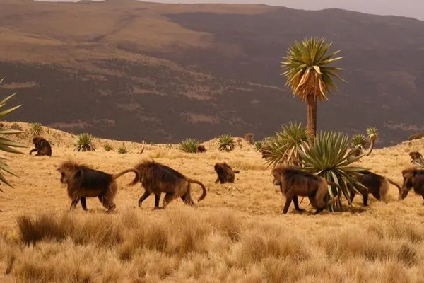 世界遺產地承載全球逾20%已知物種量