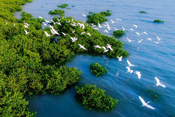 《濕地公約》批準在中國設立國際紅樹林中心