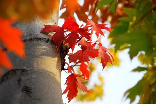 北京世園公園 紅葉生態(tài)文化節(jié)開(kāi)幕