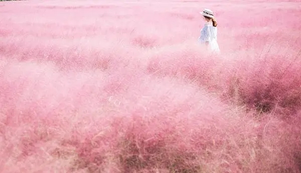 園林景觀網(wǎng)紅化？警惕生態(tài)形式主義