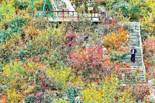 華北最壯觀山地紅葉進(jìn)入觀賞期