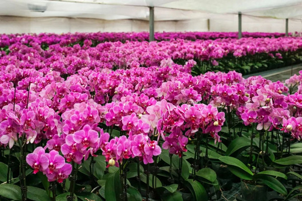 我國(guó)花卉標(biāo)準(zhǔn)化建設(shè)進(jìn)入高質(zhì)量發(fā)展新階段