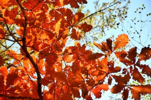 金秋樹葉為何色彩絢麗？