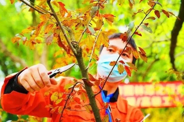 “一把大剪刀走天下”，園林綠化如何吸引年輕人？