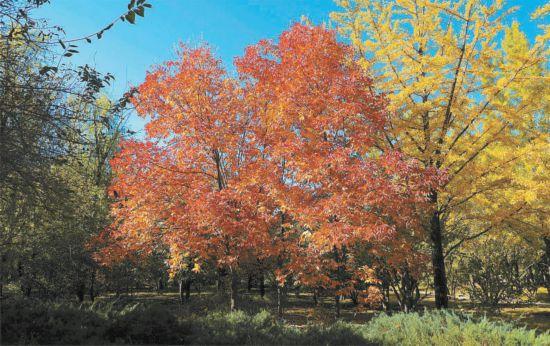 綠化+彩化，北京建設(shè)全域森林城市