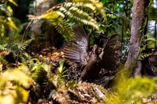 《國(guó)土空間生態(tài)修復(fù)典型案例集》發(fā)布